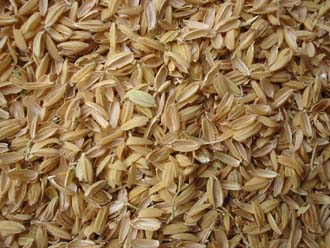 شلتوک برنج